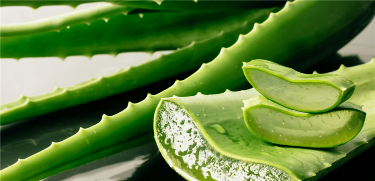 Aloe Vera Nasıl Dondurulur? Aloe Veranın Faydaları Nelerdir?