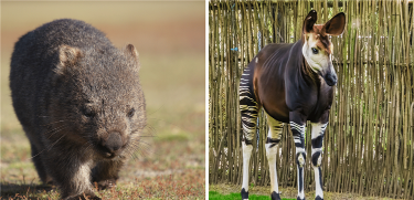 Vombat ve Okapi Nedir? Vombat ve Okapi Nerede Yaşar?