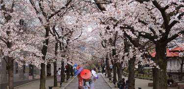 Şehir Hastanesinde Adı Geçen Sakura Ne Anlama Geliyor?